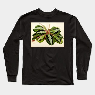 Maranta leuconeura 'Silver Band'- Flore des serres et des jardin de l’Europe - botanical illustration Long Sleeve T-Shirt